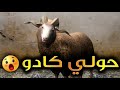 قدوروعويشة حولي كادو 