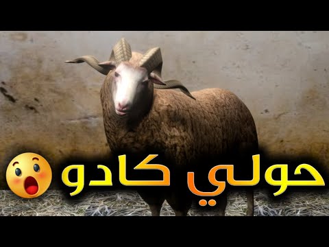 قدوروعويشة حولي كادو 