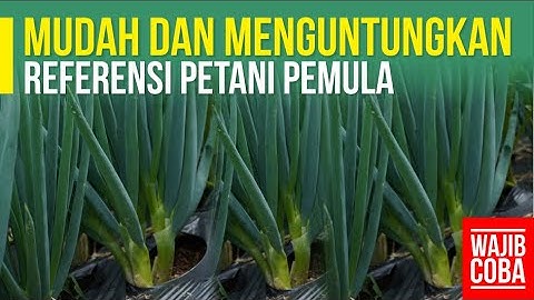 BUDIDAYA BAWANG DAUN (ONCLANG) TERLENGKAP!!!