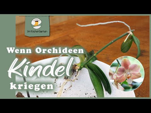 Stark vernachlässigte Orchidee