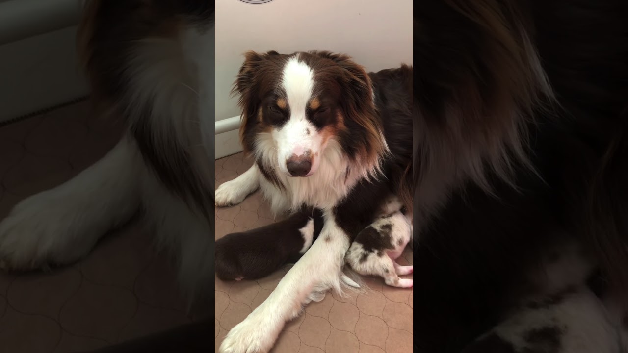 Dog Breeding Video Series E:21