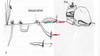Echinoderm video 29 - Holothuroidea