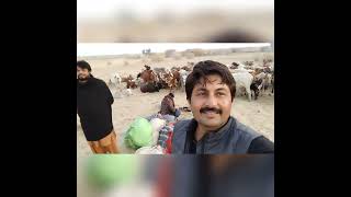 Choistan Jeep Relly 2023 Jeep Realy Video