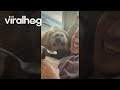 Goofy Golden Begs For Dad's Snacks || ViralHog