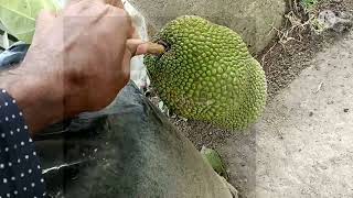 Thailand All Time jackfruit/ Baramasi Kathal/Thai Jackfruit.8967664936