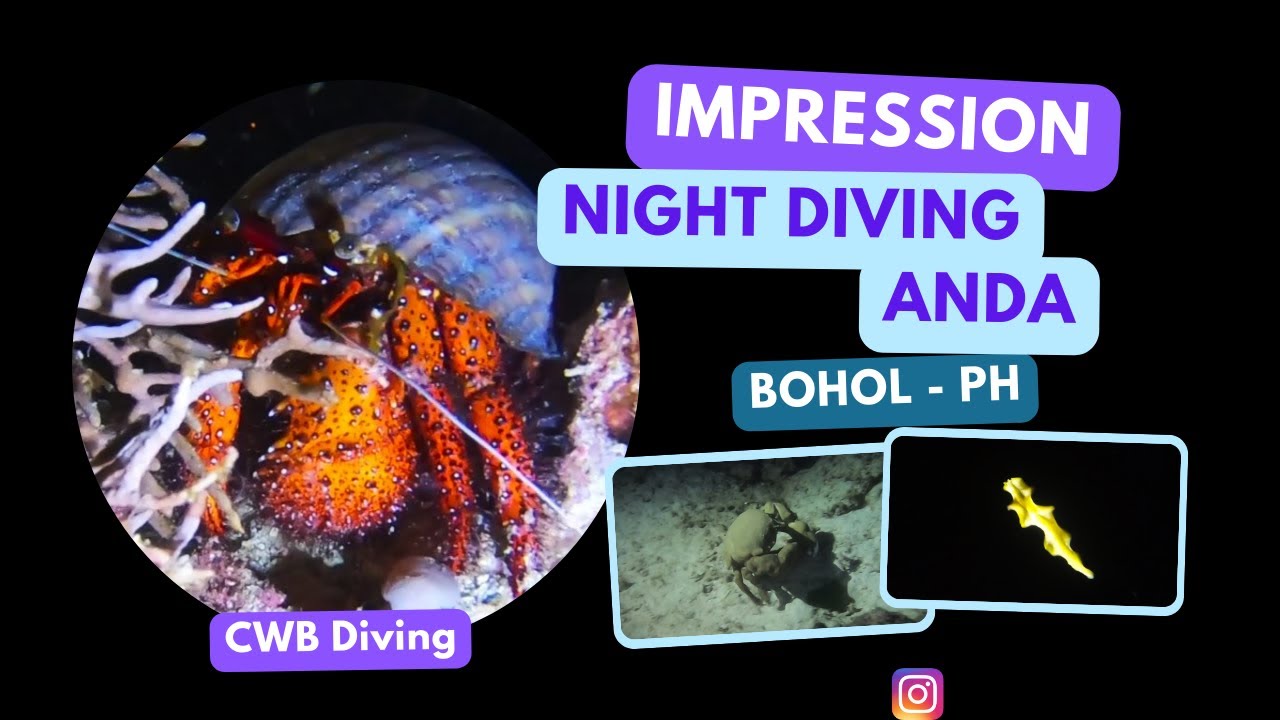 Night Dive - Anda - Bohol - Philippines (Rare creatures!)