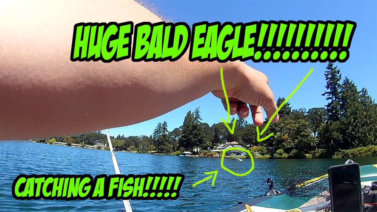 BALD EAGLES catching fish 20 FEET IN FRONT OF ME!!!!!! Bass fishing
