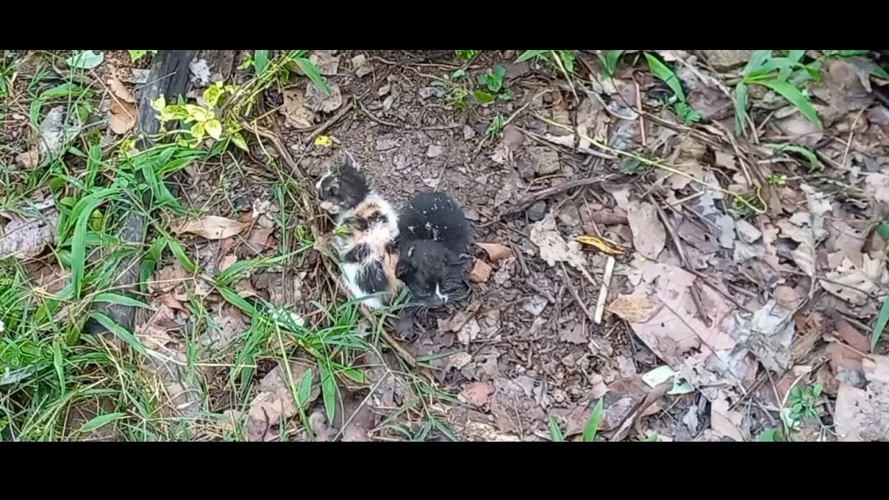 Giải cứu 3 bé mèo mồ côi mẹ