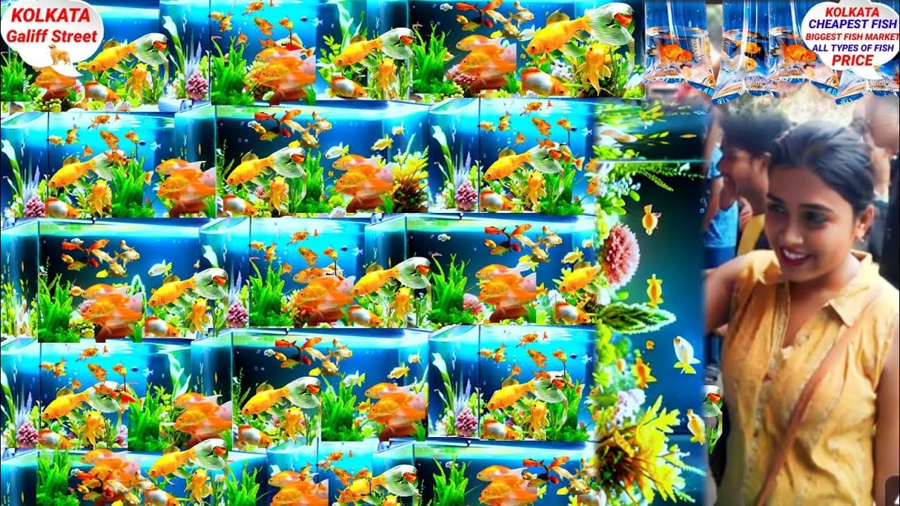 RECENT FISH PRICE AT GALIFF STREET MARKET! FISH PRICE UPDATE AT GALIFF