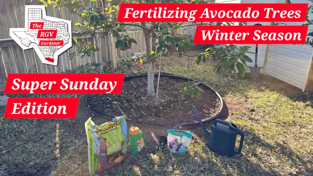Удобрение моих авокадовых деревьев в зимний период 🥑 || Садовник из долины Рио-Гранде