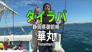 華丸・静岡県御前崎港・タイラバ【オフショアマガジン】