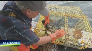 Mysterious 'Blob' Of Water With Low Oxygen Levels Threatens Lobsters In Cape Cod Bay