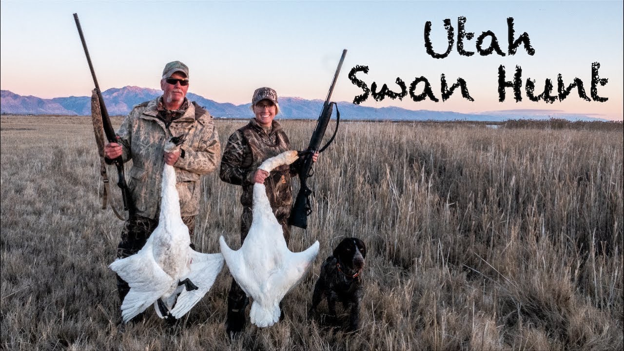 Utah Swan Hunt 2 down one flock! Her first swan YouTube