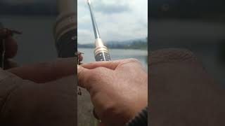 moment paling bahaya saat mancing #fishing #mancing #ikan #angler
