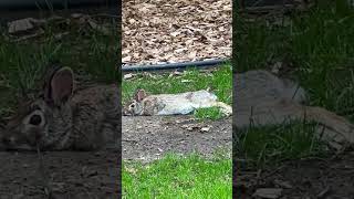 Cottontail rabbit basking in the sun #cottontail #backyardwildlife