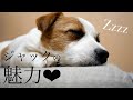 ãè¿ãããŠå幎ã宿ãããžã£ãã¯ã©ãã»ã«ããªã¢ã®é
åã«ã€ããŠâ€ïž/puppy/
