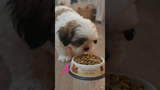 #coco eating her food.