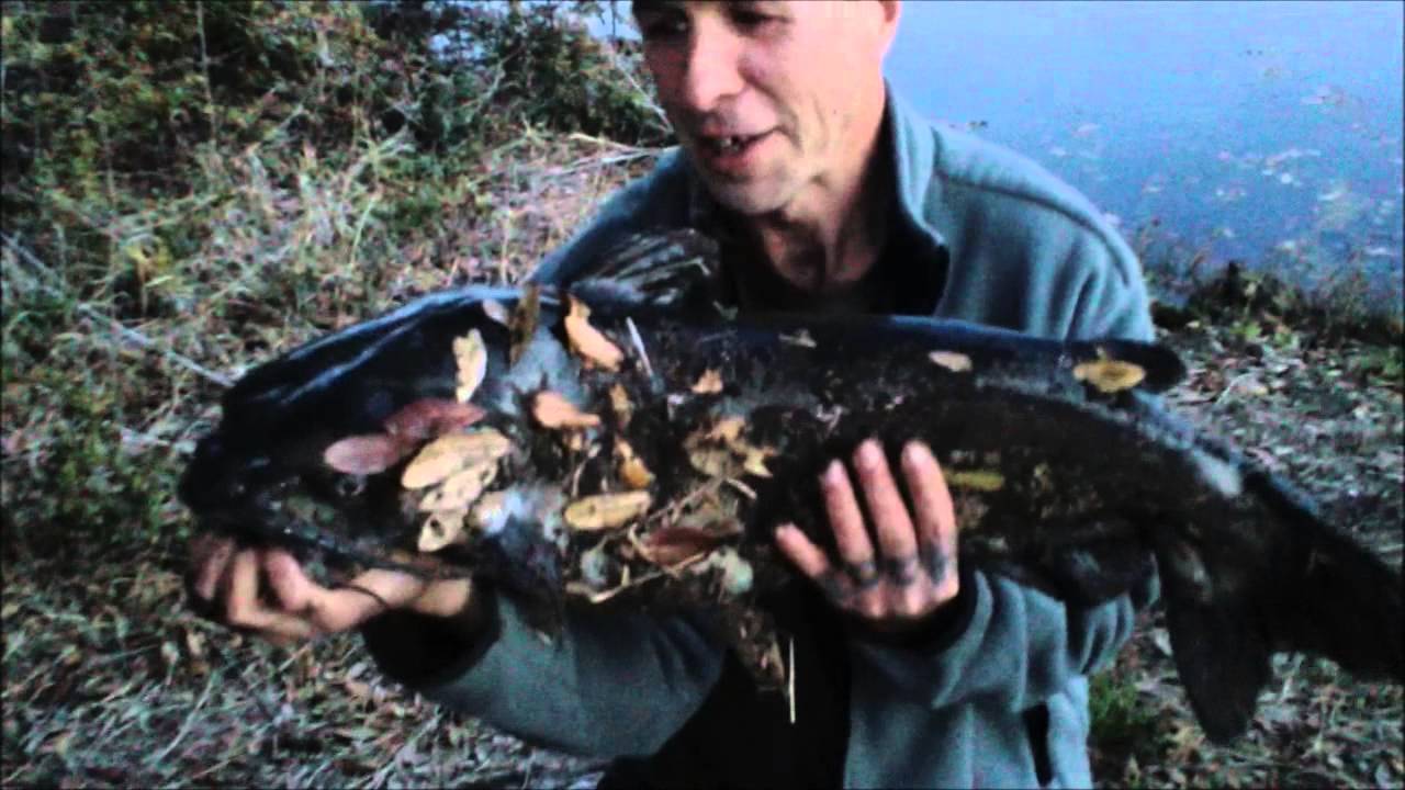 Huge Catfish caught on canned meat YouTube
