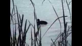 Australian Cormorant Diving for a Fish Near Hamilton Australia