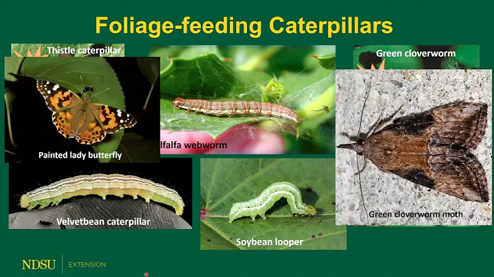 What's Bugging You in Dry Edible Bean Production - Getting it Right Dry Bean Series