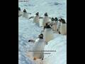 Batu terbaik untuk mas kawin #shortvideo #penguin #hewanunik
