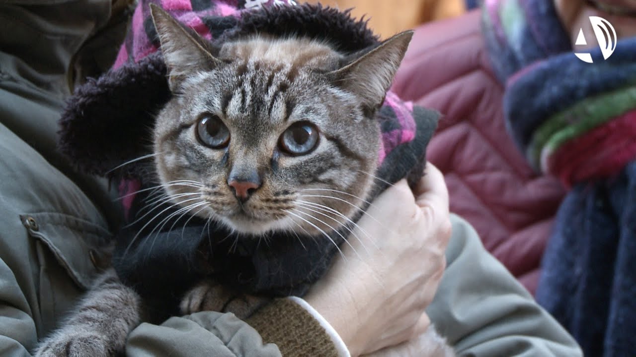 Cientos de animales reciben la bendición de San Antón
