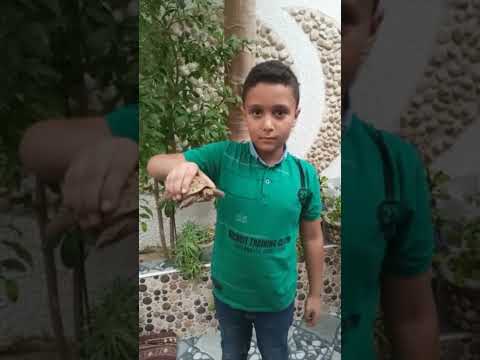 أول مرة أمسك سلحفاة كانت حتعضني