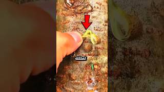 هذه الأشجار تمتلك بثورًا حقيقية 😨