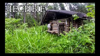 ЛЕСНАЯ ИЗБА (20 ЛЕТ CПУСТЯ) | новая печь и крыша, рыбалка на дикой реке (+18) ЛЕСНАЯ ИЗБА (20 ЛЕТ CПУСТЯ) | новая печь и крыша, рыбалка на дикой реке (+18)