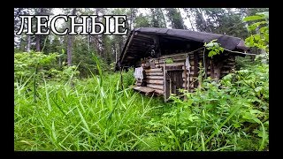 Russian Log Cabin (20 Years Old)