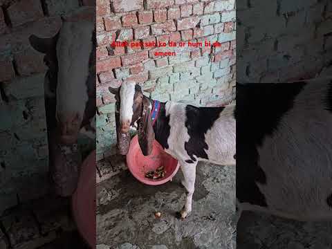 Allah Pak Sab Ko Da Ameen Viralreels Qurbani Qurbanistatus Viralreels Youtubeshorts Fyp