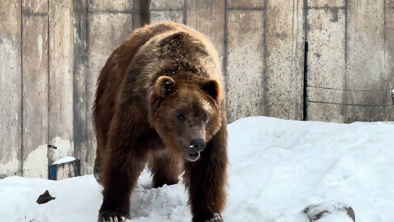 Bozeman, MT birding, grizzly encounter, hot springs.  Yellowstone National Park. 12/29/2024.