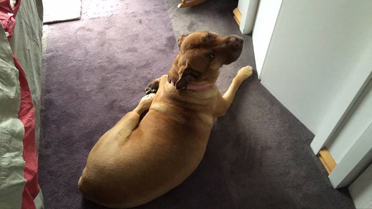 cruelty free dog food at petsmart Good morning Duck fans