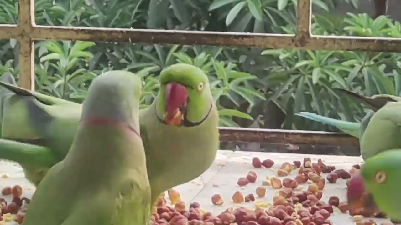 আজকের এই ভিডিও তে দেখতে পাবেন ঝাঁকে ঝাঁকে টিয়া পাখি খুব ভালো লাগবে সকলের।