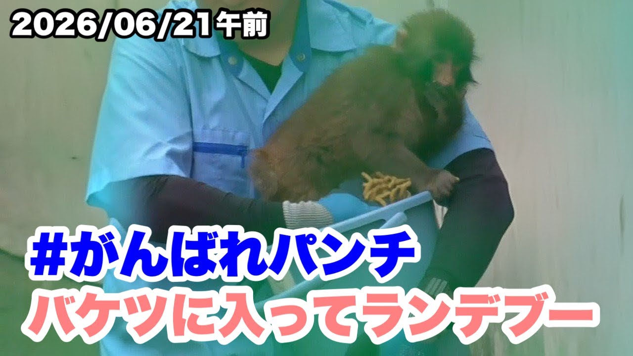 パンクくん 6/21午前 パンチくん、バケツに入る （Punch-kun gets into the bucket
