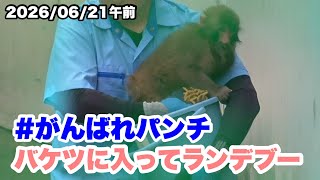 6/21午前  パンチくん、バケツに入る （Punch-kun gets into the bucket.) 2026.06.21