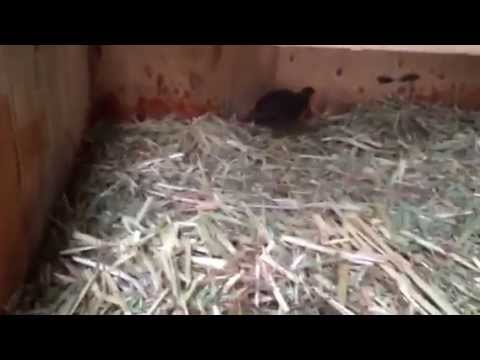 Quail incubator and brooder box (part 2) - YouTube