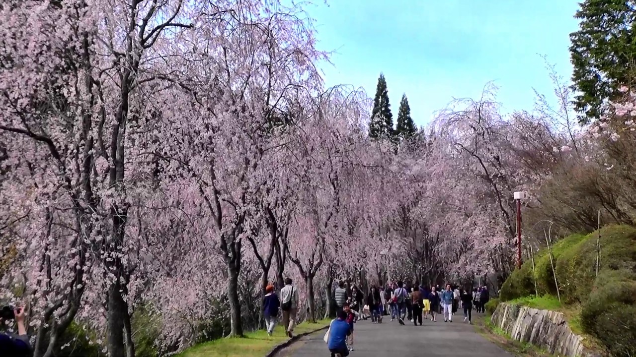 世羅甲山ふれあいの里 降り注ぐしだれ桜の並木道 Youtube