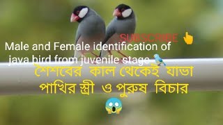 How to identify Male and Female of java birds from juvenile stage/যাভা পাখির  স্ত্রী ও পুরুষ  বিচার