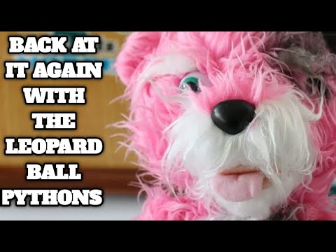 ball python morphs market Leopard Ball Pythons