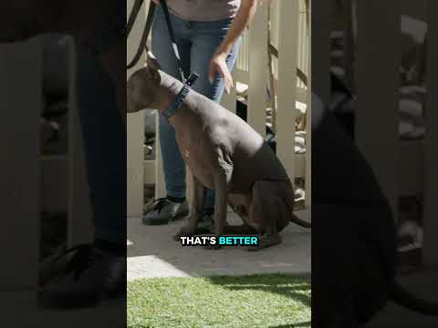 How to Calm a Not-So-Friendly Dog At The Park 😳 | Better Human Better Dog