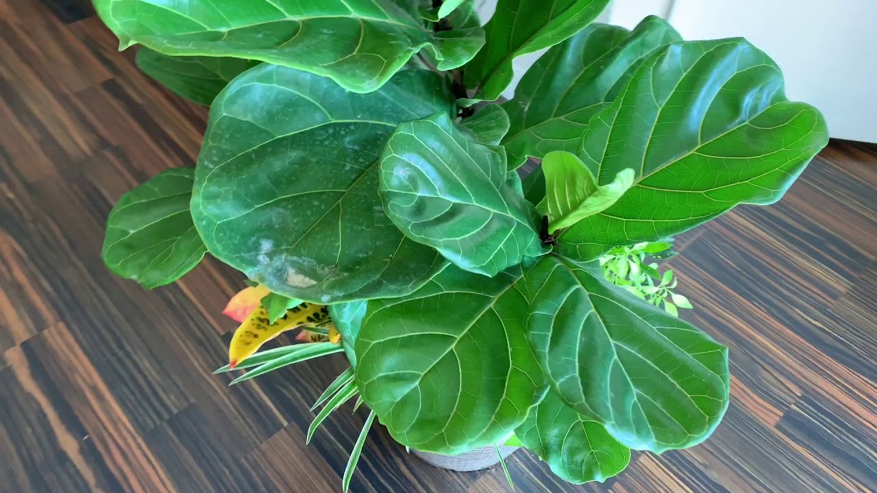 Where to Buy a Cheap Fiddle Leaf Fig Tree Dramatic Houseplant Decor