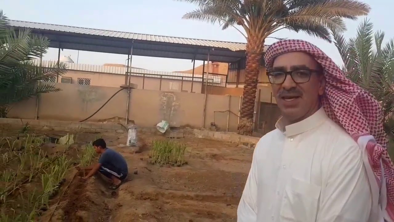 زراعة البونيكام على المساطب