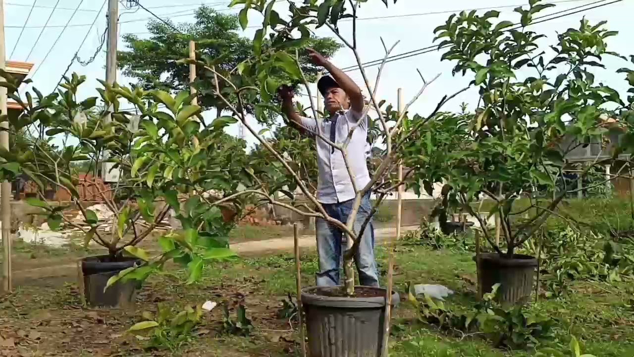 memangkas total jambu dalhari tabulampot