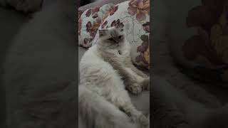 🧿#abone #keşfet #cute #kitten #yutubeshorts #love #kitty #kedi #subhanallah #cat #oyuncak