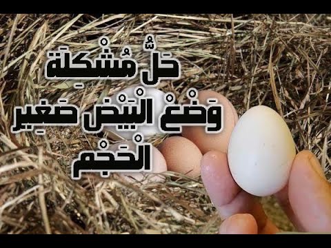 تربية الدجاج البياض سبب وضع البيض صغير الحجم وهكذا تعالج المشكل