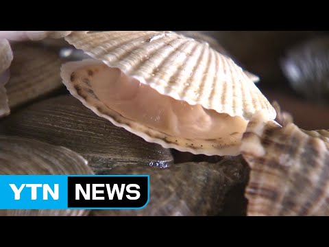 '이른 더위 불청객' 식중독·비브리오 비상 / YTN