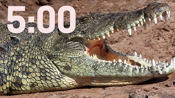 crocodile 5 Minute Timer | classroom timer | 5:00 Minutes | Animal Timer