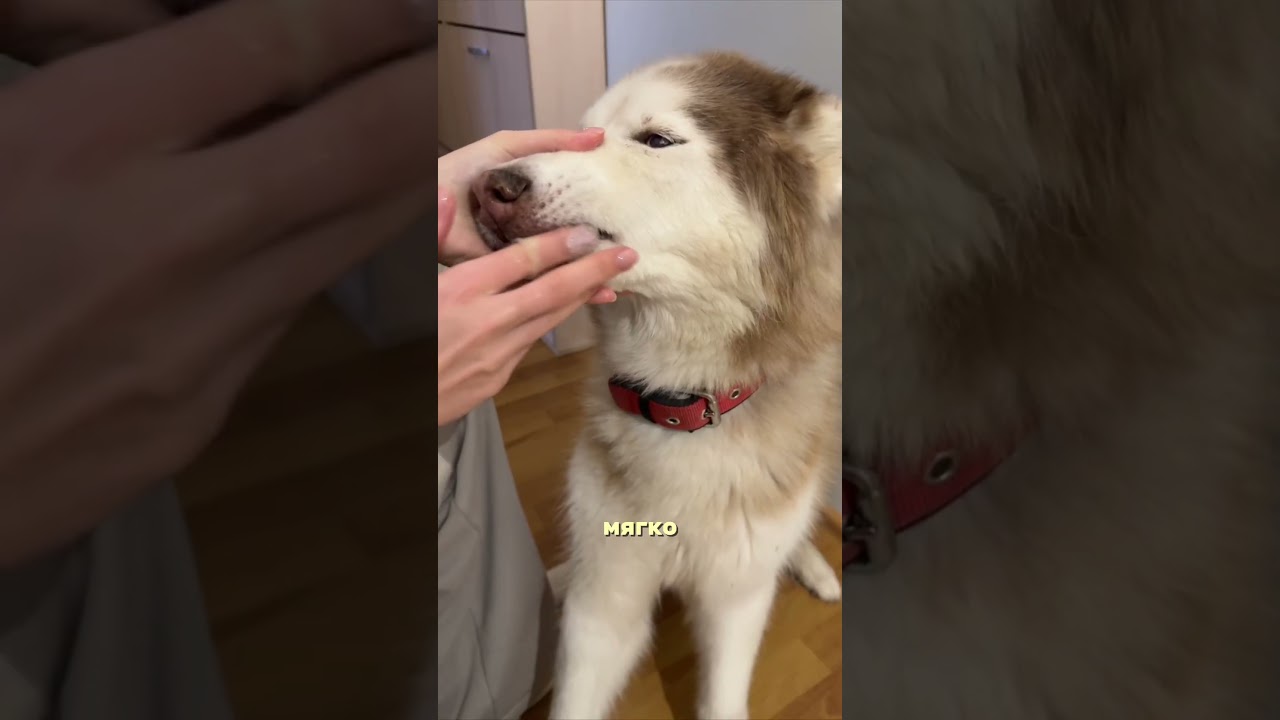 Зубная паста для собак и кошек