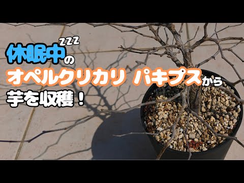 塊根植物】休眠中のオペルクリカリア パキプスから芋を収穫してみた